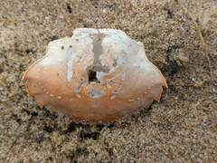 Liocarcinus holsatus