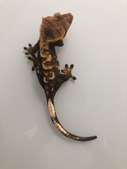 Correlophus