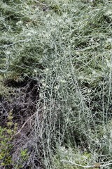 Tetradymia comosa