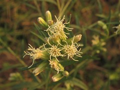 Brickellia eupatorioides eupatorioides
