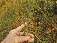 Brickellia eupatorioides eupatorioides