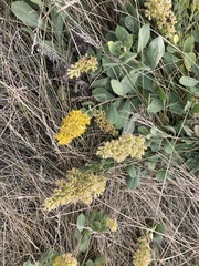 Solidago mollis