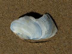 Mactra stultorum