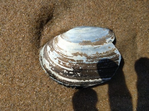 Otter shell, Noordwijk, Zuid-Holland, Netherlands, photo 8 of 10