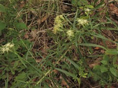 Brickellia eupatorioides texana