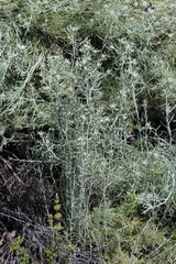 Tetradymia comosa