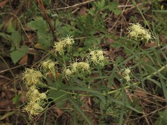 Brickellia eupatorioides texana