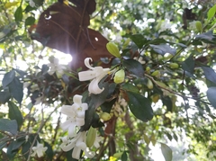 Murraya