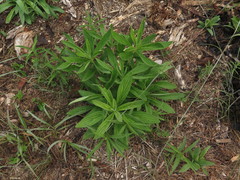 Lithospermum subsetosum