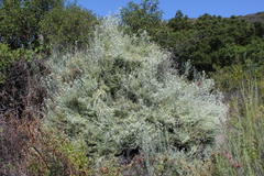 Tetradymia comosa