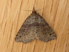Lithilaria ossicolor