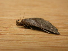 Lithilaria ossicolor