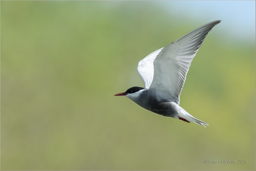 Whiskered Tern