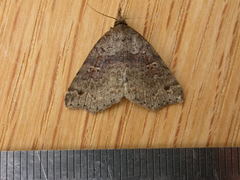 Lithilaria ossicolor