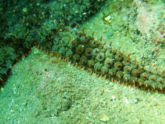 Astrometis sertulifera