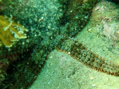 Astrometis sertulifera