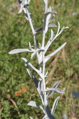 Pseudognaphalium microcephalum