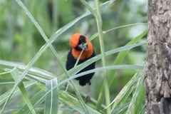 Euplectes hordeaceus