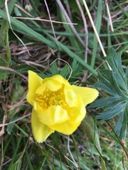 Trollius