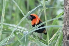 Euplectes hordeaceus