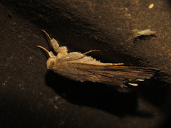 Achaea lienardi