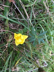 Trollius