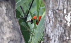 Euplectes hordeaceus