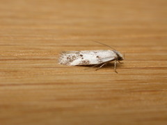 Oecophorinae