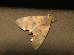 Achaea lienardi