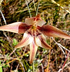 Gladiolus hyalinus