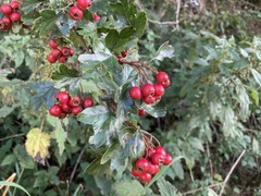 Crataegus