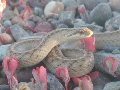 Galvarinus chilensis