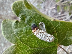 Melitaea didyma