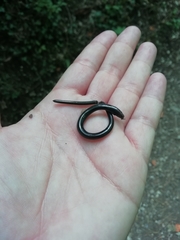 Anguis fragilis