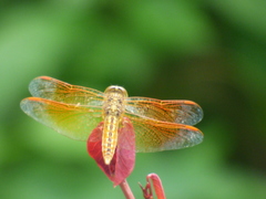 Brachythemis contaminata