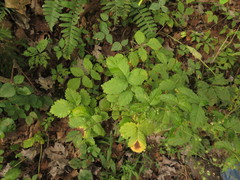 Agrimonia rostellata