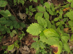 Agrimonia rostellata