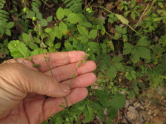 Agrimonia rostellata