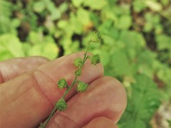 Agrimonia rostellata