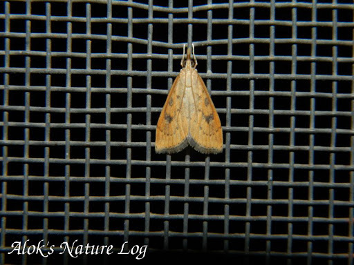 Udea stigmatalis