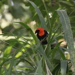 Euplectes hordeaceus