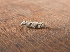 Oecophorinae