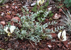 Astragalus depauperatus