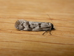 Oecophorinae