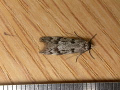Oecophorinae
