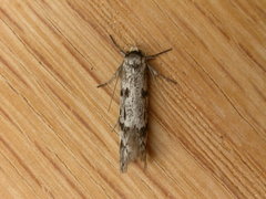 Oecophorinae