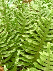 Phlebodium aureum
