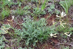 Astragalus ionae