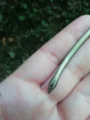 Anguis fragilis