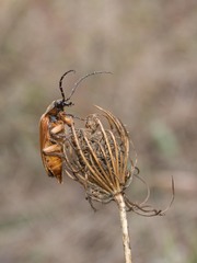 Cebrio gigas